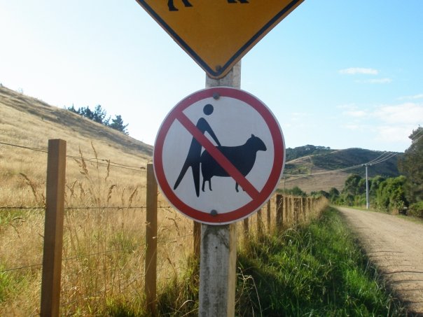 Prohibido ponerse detrás de las ovejas