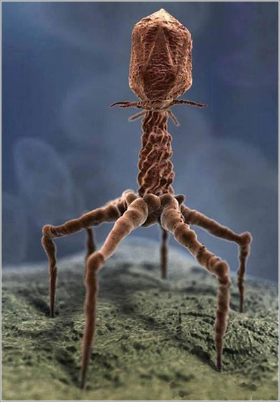 Bacteriófago T4 Xvivo