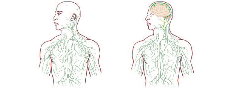 El sistema linfático llega al cerebro