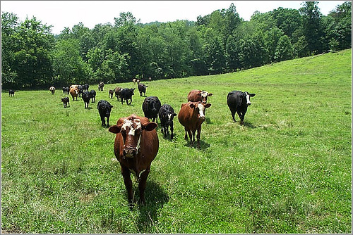 Hungry Cows (CC) 4x4jeepchic