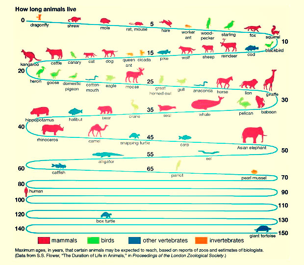 ¿Cuánto tiempo viven los animales? 