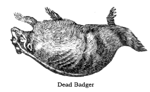 Dead-Badger