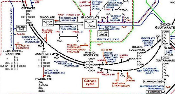 Ruta metabólica / zoom