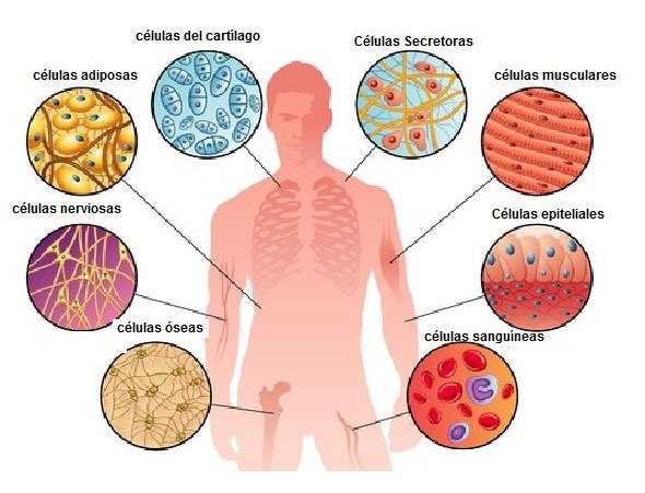 Tipos de células del cuerpo humano