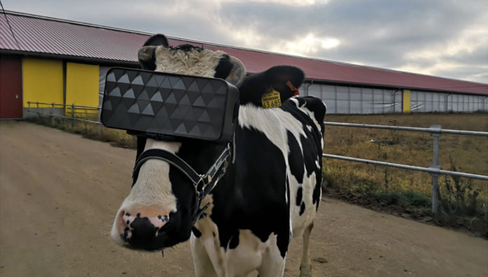 En Rusia: gafas de realidad virtual para reducir la ansiedad en las vacas lecheras / Ministerio Ruso de Agricultura y Ganadería