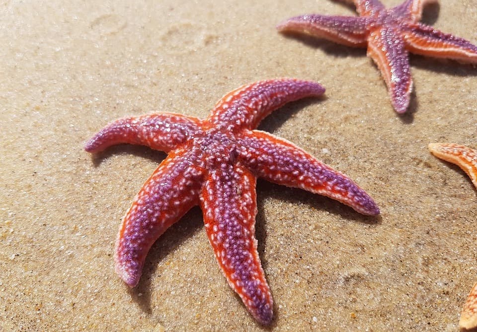 Estrella de mar (CC0) Mayeurval @ Pixabay