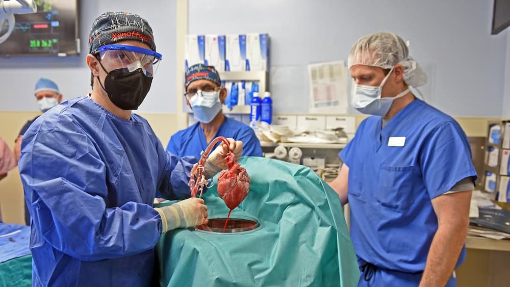 El corazón del cerdo ya listo para el trasplante – UMMS