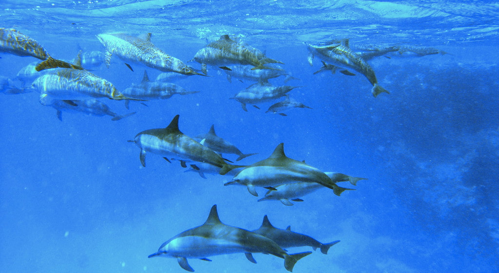 Delfines en el mar rojo (CC) Alfonso González
