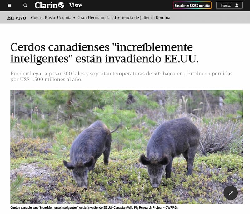 Cerdos canadienses «increíblemente inteligentes» están invadiendo EE.UU. / Clarín