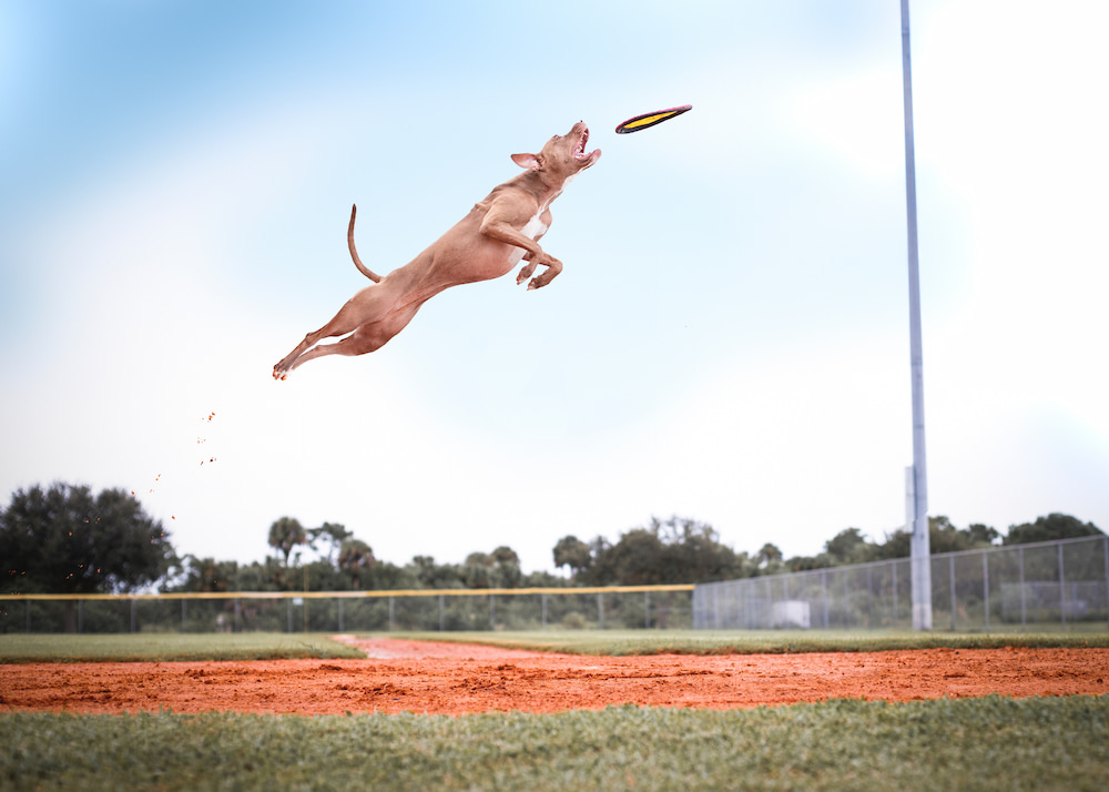 Frisbee + Dog (CC) Anthony Duran @ Unsplash