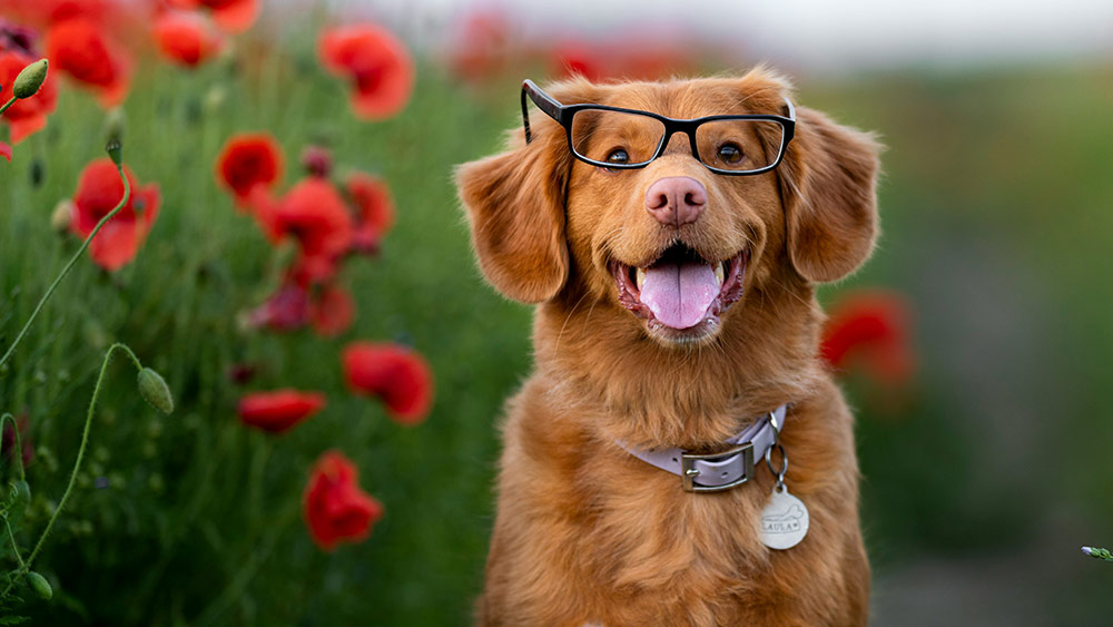 Un perro con gafas de pasta posando en un campo de flores