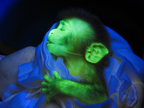 GLOWING ANIMALS: Pictures of Beasts Shining for Science (C) National Geographic