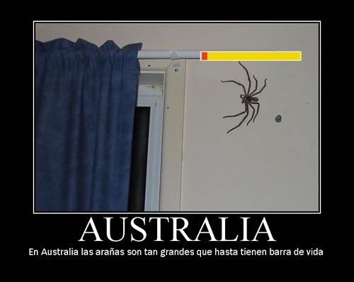 Australia Spider