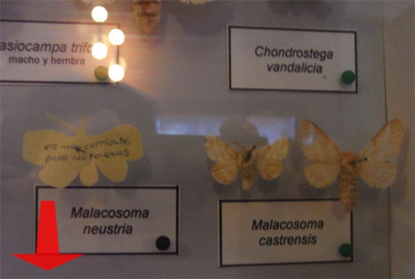 Malacosoma
