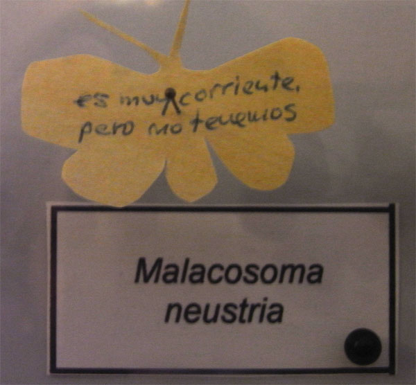 Malacosoma